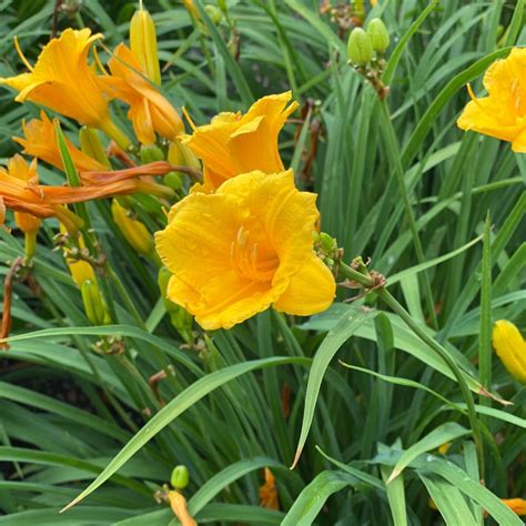 stella de oro daylily size